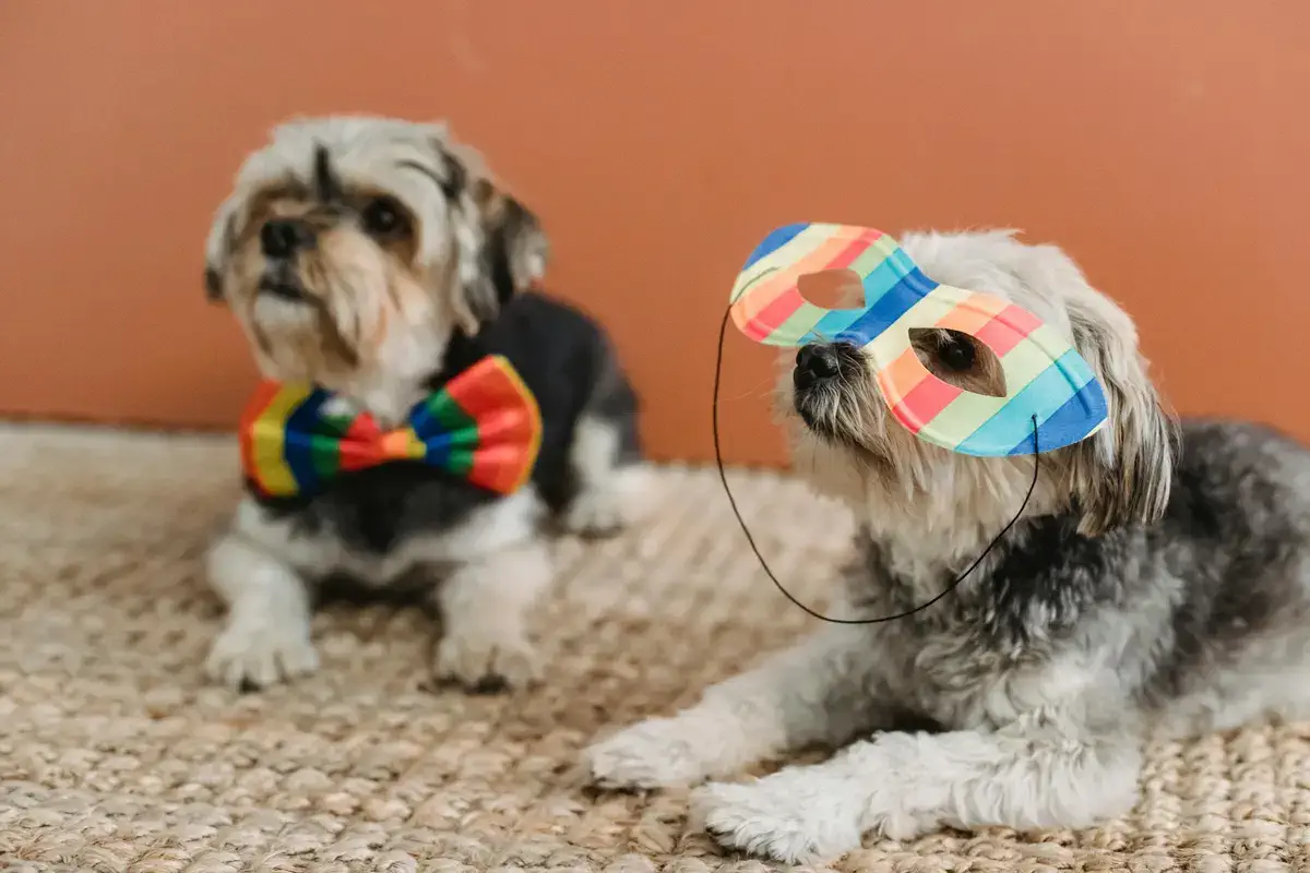 cute rainbow dogs